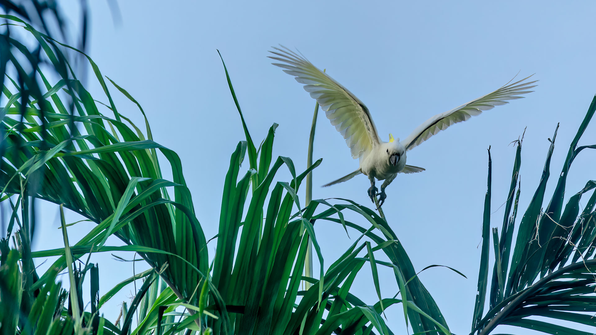 Kakadu National Park - Gubara Pools Walk - Gelbhaubenkakadu